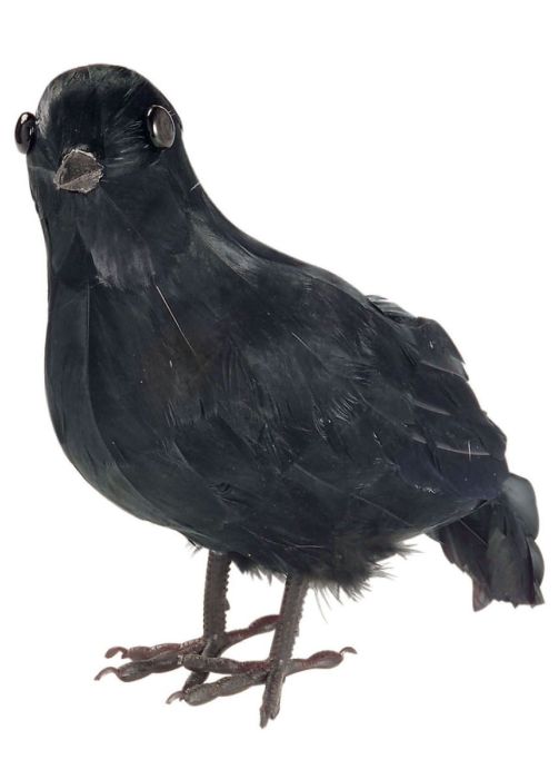 Wrona czarna