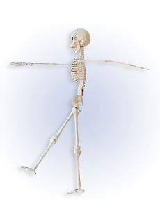 Plastikowy SZKIELET wisz�cy 40 cm dekoracje halloween szkielet halloween plastikowy szkielet ozdoby na halloween