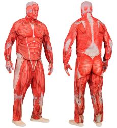 Str�j MIʦNIE Anatomia S kostium halloween realistyczny nadruk mi�ni