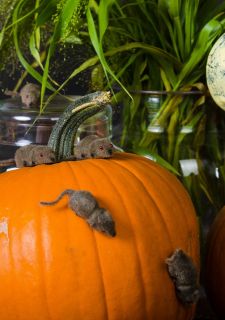 Zestaw SZTUCZNE MYSZY ozdoby na Halloween (8szt.)