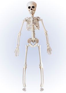 Plastikowy SZKIELET wisz�cy 40 cm dekoracje halloween szkielet halloween plastikowy szkielet ozdoby na halloween