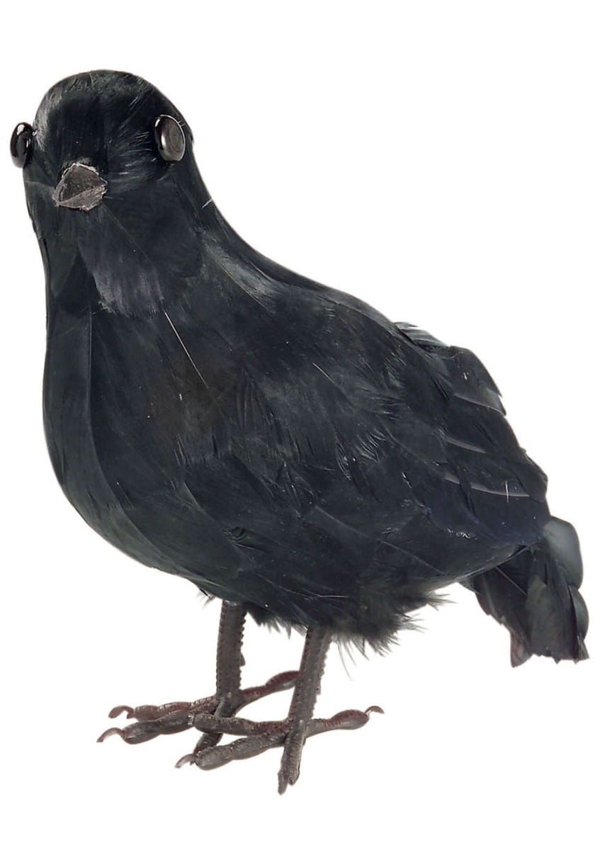 Wrona czarna