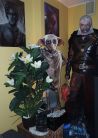 Zdjcie osoby, ktra kupia Dekoracja kartonowa ZGREDEK Harry Potter